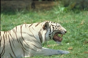 White Tiger Magnet