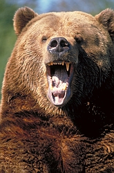 Brown Bear