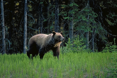 Grizzly Bear