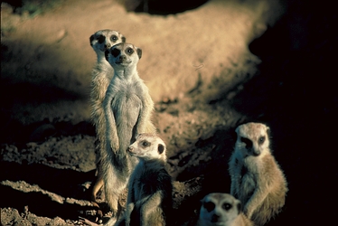 Meerkat