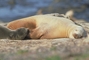 California Sea Lion picture