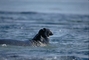 Elephant Seal picture
