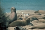 Elephant Seal picture