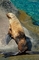 Harbour Seal picture