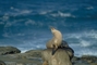 Sea Lion picture