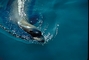 Sea Lion picture
