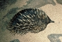 Spiny Anteater picture