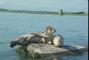 Spotted Seal picture