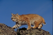 Bobcat T-Shirt
