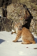 Bobcat T-Shirt
