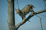 Bobcat Poster
