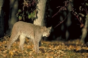 Canada Lynx T-Shirt