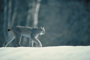 Canada Lynx T-Shirt