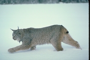 Canada Lynx T-Shirt