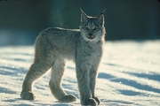 Canada Lynx T-Shirt