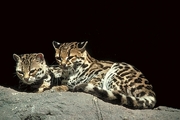 Margay cat Poster