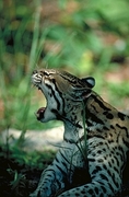 Ocelot T-Shirt