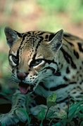Ocelot T-Shirt