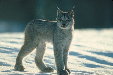 Canada Lynx