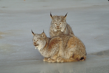 Canada Lynx