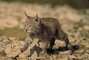 Eurasian Lynx picture