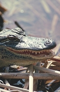 Alligator Magnet