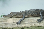 American Alligator Magnet