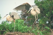 Great Blue Heron Magnet