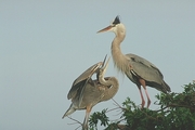 Great Blue Heron Magnet