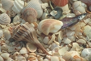 Mollusc Poster