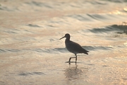 Sandpiper Magnet
