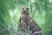 Snail Kite Magnet