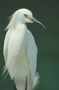 Snowy Egret Magnet