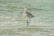 Stilt Magnet