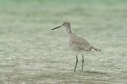 Stilt Magnet