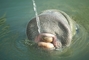 Manatee picture