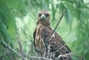 Snail Kite picture