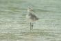 Stilt picture
