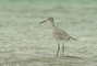 Stilt picture