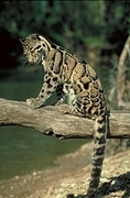 Clouded leopard Magnet