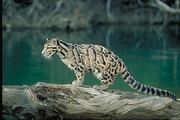 Clouded leopard Magnet