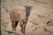 Himalayan tahr Magnet