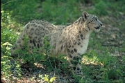 Snow Leopard Poster