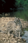 Snow Leopard Magnet