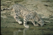 Snow Leopard Magnet