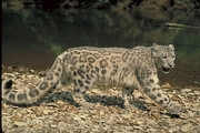 Snow Leopard Magnet