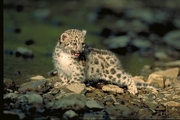 Snow Leopard Magnet