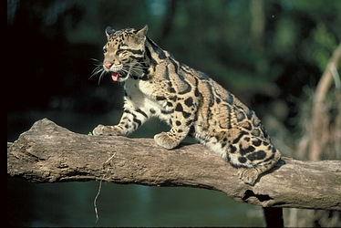 Clouded leopard
