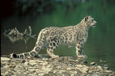 Snow Leopard