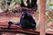 Black spider monkey Poster